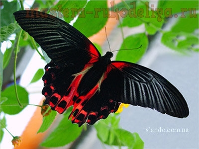 Схема плетения из бисера: Бабочка Парусник Румянцева