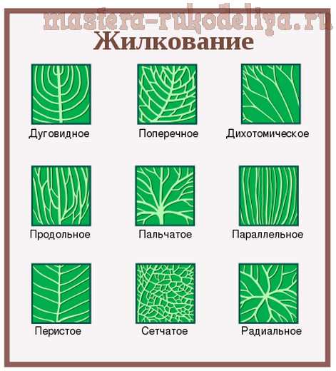 Мастер-класс по технике ошибана: Способы скелетирования листьев