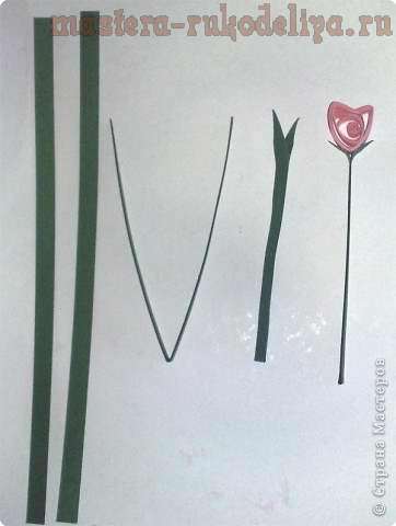 Мастер-класс по квиллингу: Тюльпаны с петельчатыми льстьями