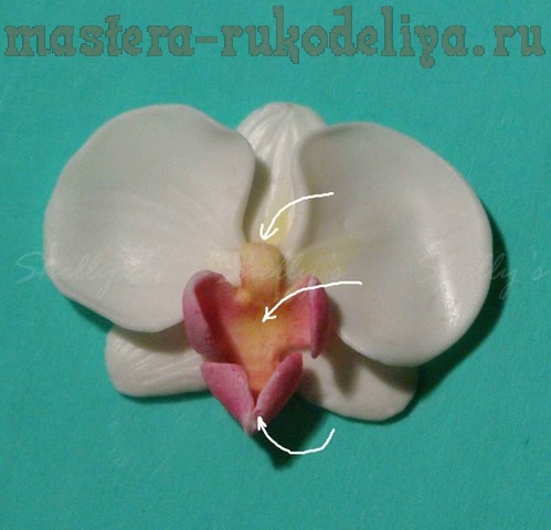 Мастер-класс по лепке из полимерной глины: Орхидея Фаленопсис
