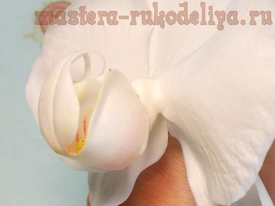 Мастер-класс по керамической флористике: Орхидея Фаленопсис