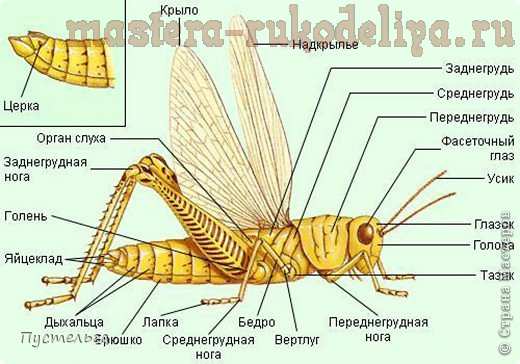 Мастер-класс по плетению из газет: Кузнечик