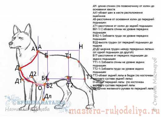Мастер-класс: Построение базовой выкройки для моделирования и шитья одежды для собак